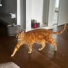 Dino sucht Dich