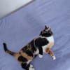 Junge Katzenschwestern Estrella und Nutella