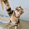 Katzen - Bengal-Mix-Kater Simba & Maximus