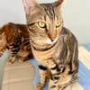 Katzen - Bengal-Mix-Kater Simba & Maximus