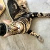 Katzen - Bengal-Mix-Kater Simba & Maximus