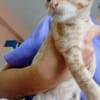 Liebes Katzenmädchen Mira