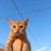 Liebes Katzenmädchen Mira