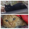 Chiqui & Pichi warten auf ihre Chance