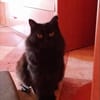 Chiqui & Pichi warten auf ihre Chance