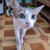 Sanfte, liebe Katze Noa