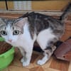 Sanfte, liebe Katze Noa