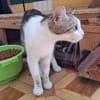 Sanfte, liebe Katze Noa