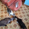 Sanfte, liebe Katze Noa