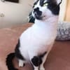 Lieber, geselliger Kater Lunaris