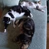 Lieber, geselliger Kater Lunaris