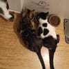 Lieber, geselliger Kater Lunaris