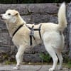 Fulgusor 42 cm (Pflegestelle)