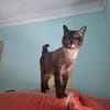 Freundlicher Kater Leo