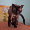 Freundlicher Kater Leo
