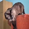 Freundlicher Kater Leo