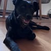 Ebony  wartet in 51469 Bergisch Gladbach auf dich