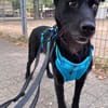 Ebony  wartet in 51469 Bergisch Gladbach auf dich