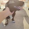 Junghund Balu sucht seine Familie