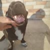 Junghund Balu sucht seine Familie
