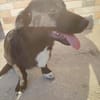 Junghund Balu sucht seine Familie