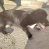 Junghund Balu sucht seine Familie