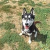 STELLA