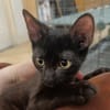 Spider [Chaton]