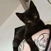 Spider [Chaton]