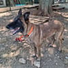 liloo