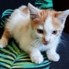 Basil (réservé)