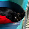 Miaou