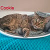 Cookie