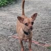 COCO, un ami fidèle