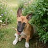 ISIS la mini croisée malinoise