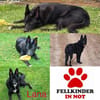 DRINGEND zuhause für Lana gesucht