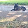 DRINGEND zuhause für Lana gesucht