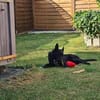 DRINGEND zuhause für Lana gesucht