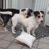 Lexie und Lotta, ein Dreamteam auf acht Pfoten