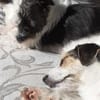 Lexie und Lotta, ein Dreamteam auf acht Pfoten