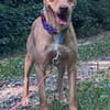 Ruby die anhängliche liebe Pinschermixdame / 82284