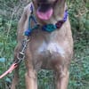 Ruby die anhängliche liebe Pinschermixdame / 82284