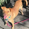 Ruby die anhängliche liebe Pinschermixdame / 82284
