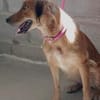 sehr liebe, sanfte Lassie, ca. 46 cm hoch