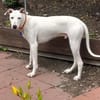 Lieber Galgo-Bodegueromischling Pinto