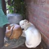Lieber Galgo-Bodegueromischling Pinto
