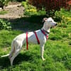 Lieber Galgo-Bodegueromischling Pinto