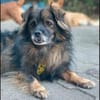 Senior Mischling sucht dringend ein Zuhause