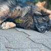 Senior Mischling sucht dringend ein Zuhause