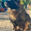 Senior Mischling sucht dringend ein Zuhause